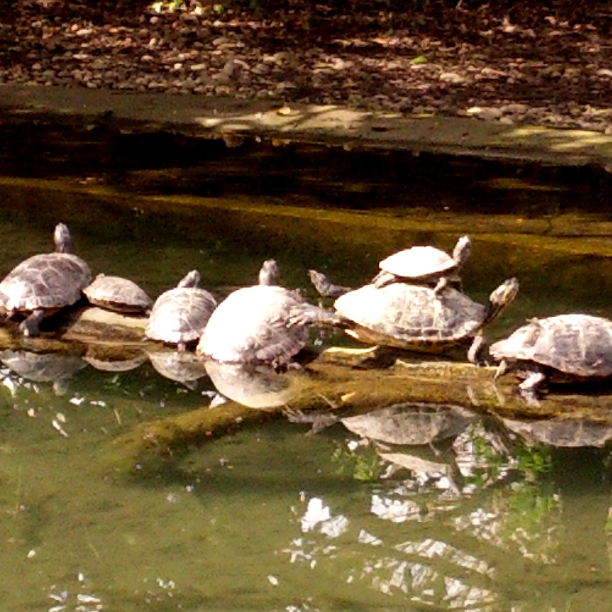 TMNT