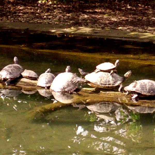 TMNT