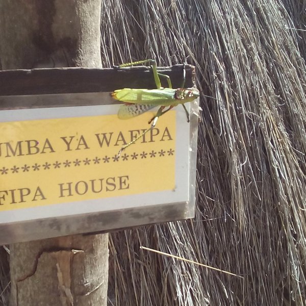 Ein sehr großer Grashüpfer, der auf einem Schild im Village Museum in Dar es Salaam sitzt. Auf dem Schild, an einem Baumstamm befestigt ist, steht "NYUMBA YA WAFIPA / FIPA HOUSE". Im Hintergrund ist ein Strohdach.