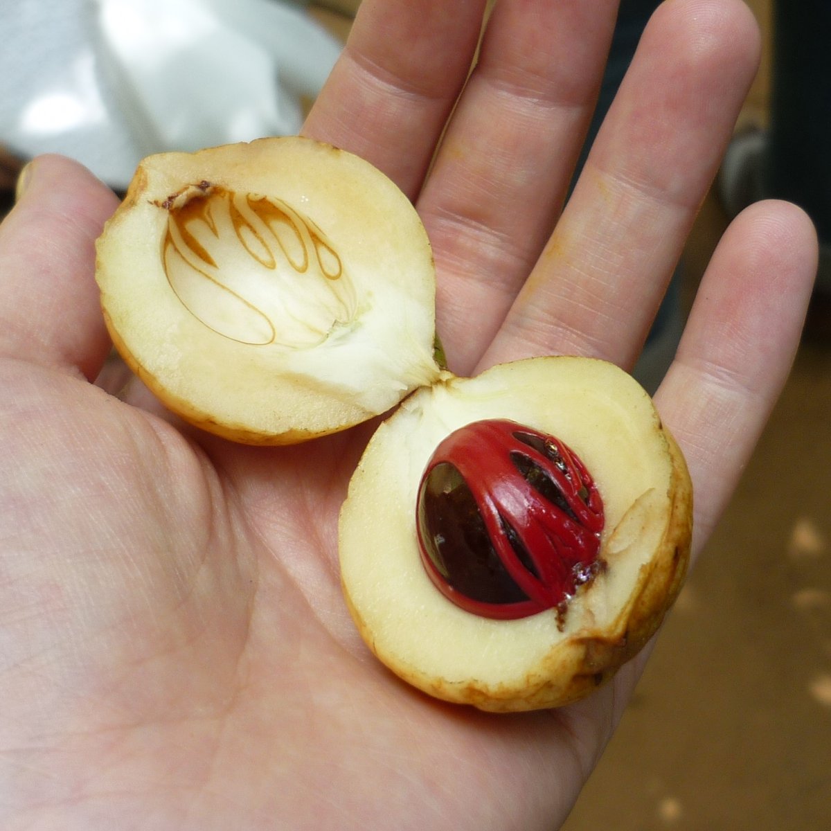 Das Bild zeigt die Frucht eines Muskatnussbaums.