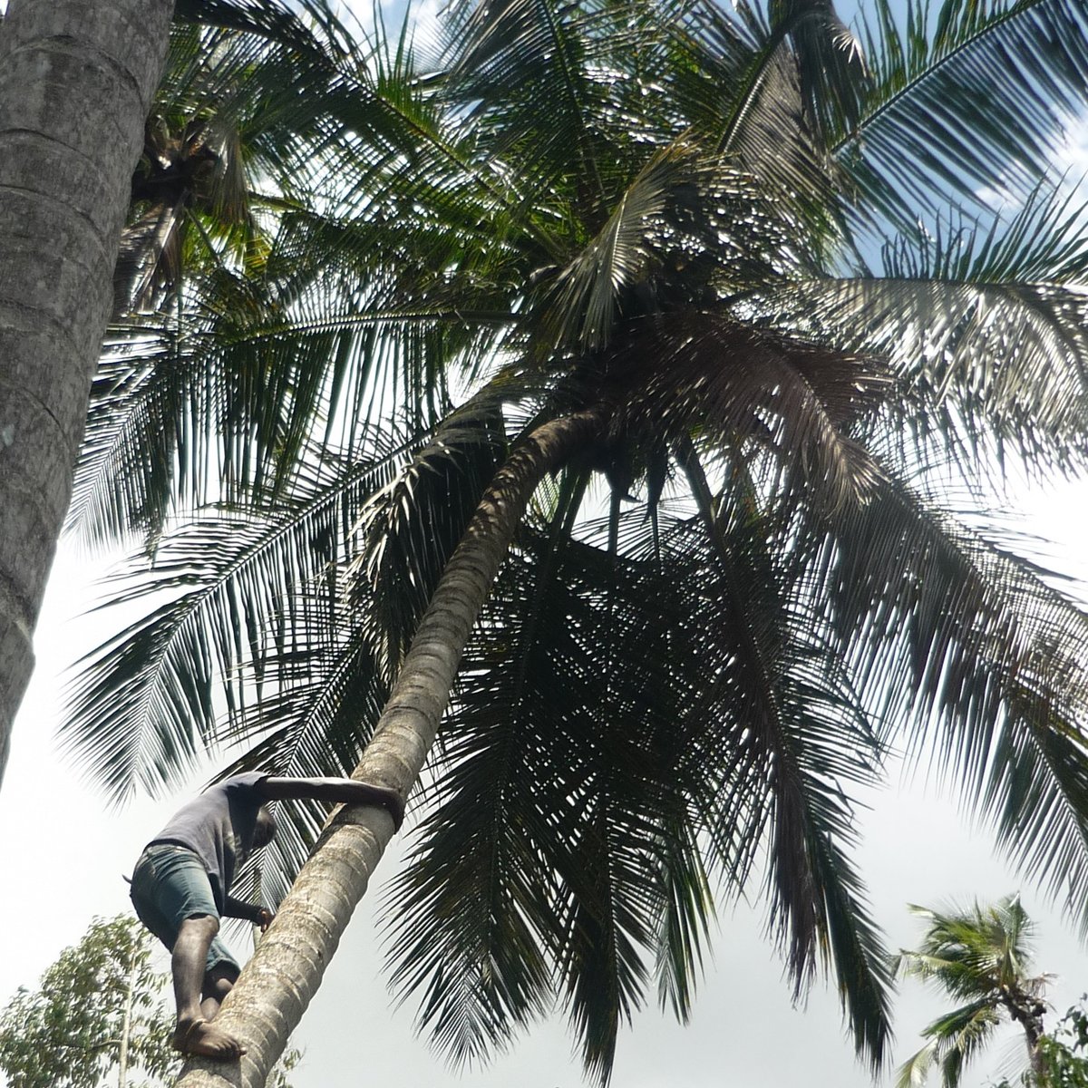 Das Bild zeigt einen Mann, der eine Palme hinauf klettert.