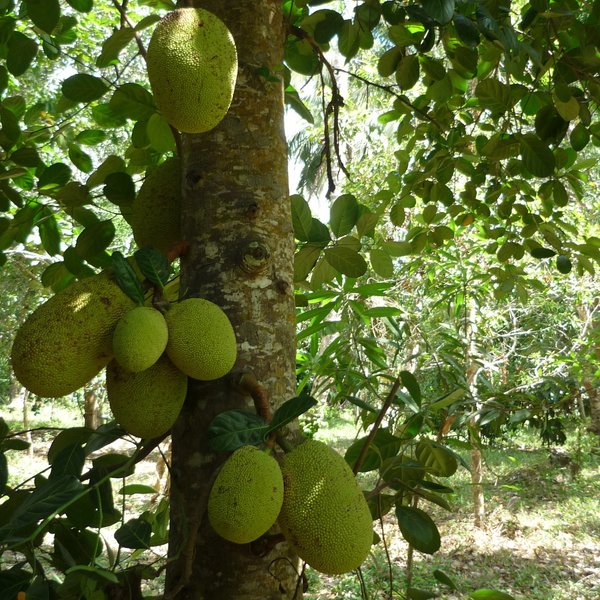 Das Foto zeigt einen Jackfrucht-Baum mit reifen Früchten