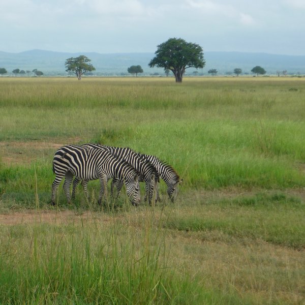Das Foto zeigt drei hintereinander stehende und grasende Zebras