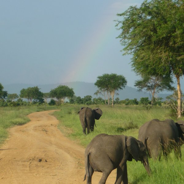Drei Elefanten, die einer unbefestigten Straße gen Horizont laufen. Im Hintergrund schmückt ein Regenbogen den Himmel.