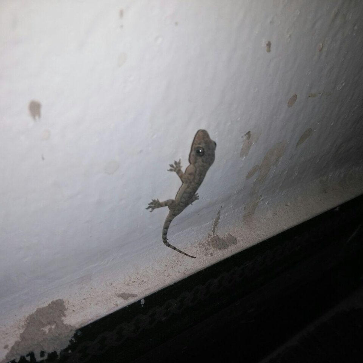 Ein Gekko, der an eine weißen Wand sitzt. 
