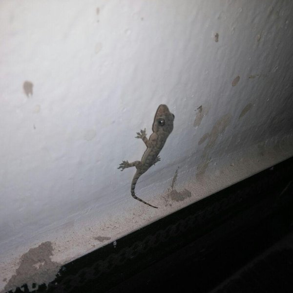 Ein Gekko, der an eine weißen Wand sitzt. 