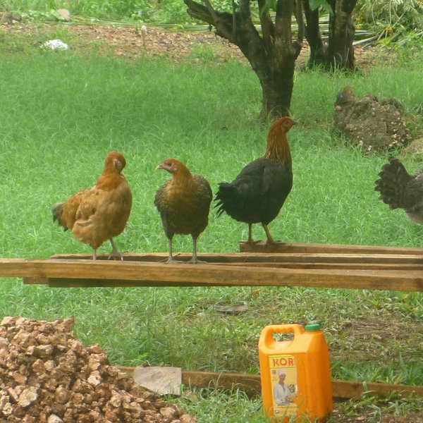 Das Foto zeigt Hühner und einen Hahn, die auf Holzlatten stehen.