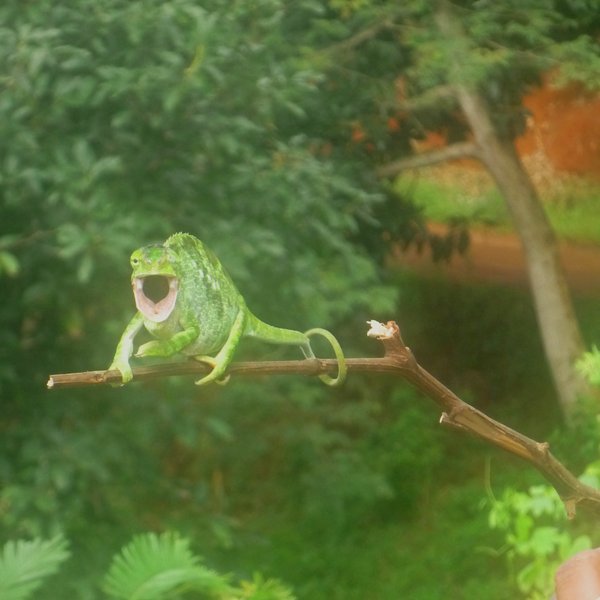 Das Foto zeigt ein Chamäleon, das auf einem Ast sitzt und das Maul weit aufreißt.