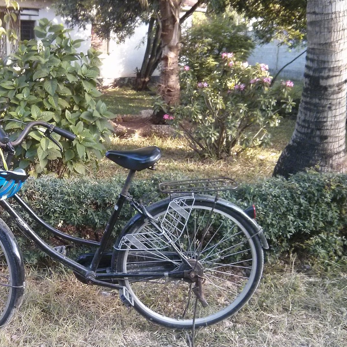 Das Foto zeigt ein schwarzes Damenrrad, an dessen Lenker ein blauer Fahrradhelm hängt. Das Fahrrad steht vor einem Gebüsch.