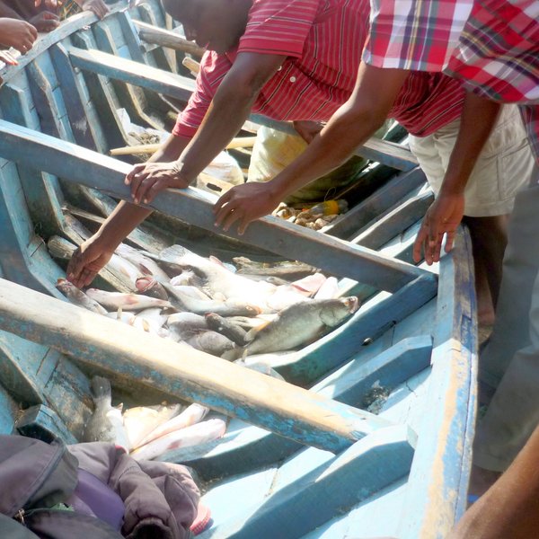 Das Bild zeigt ein Fischerboot, gefüllt mit geangelten Nilbarschen