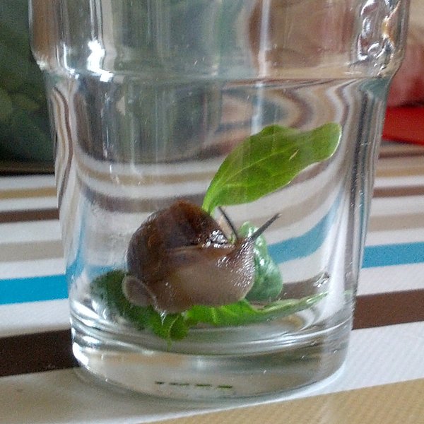 Hey Schnecke!
