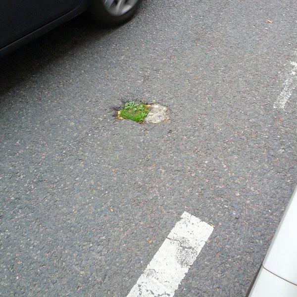 Gooo nature!